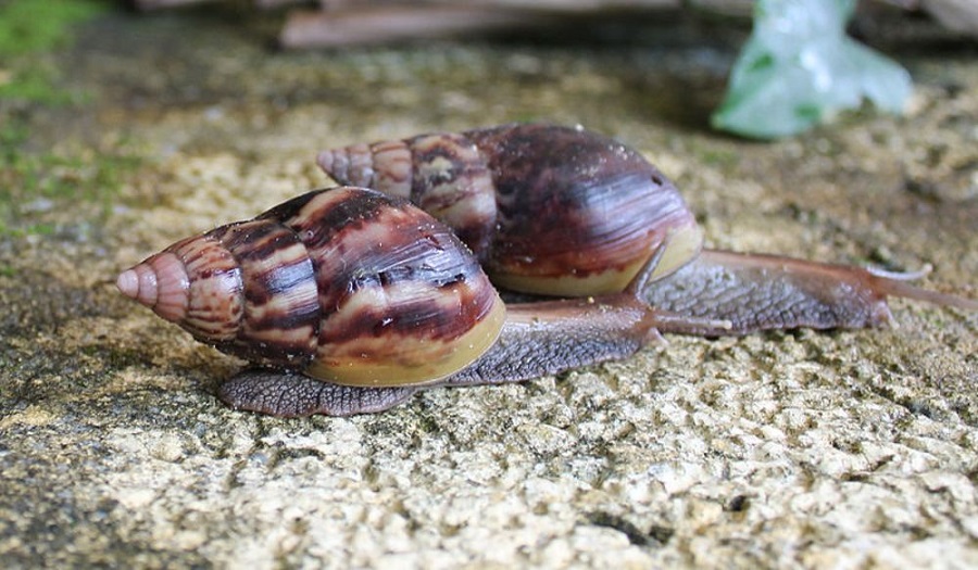 snail farming in nigeria