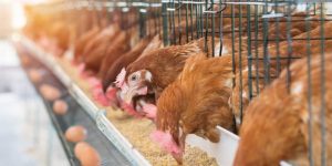 poultry farming business in nigeria