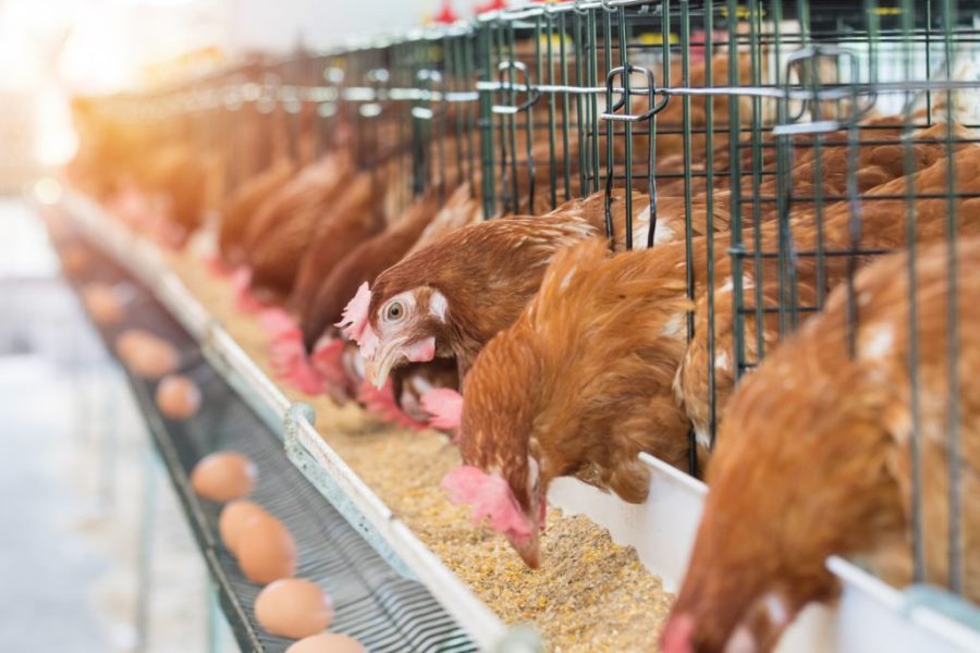 What is the #1 Priority of Chicken Farmers?